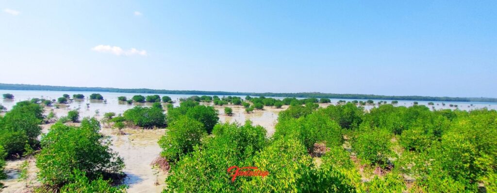 Hutan Mangrove